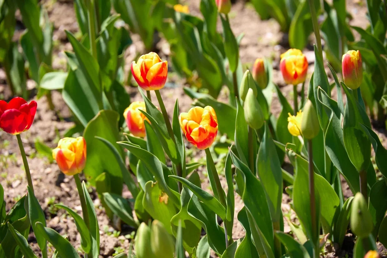 🌷 Понедельник подходит к концу, время наслаждаться красивым!   Помимо цветущей сакуры, городские ули