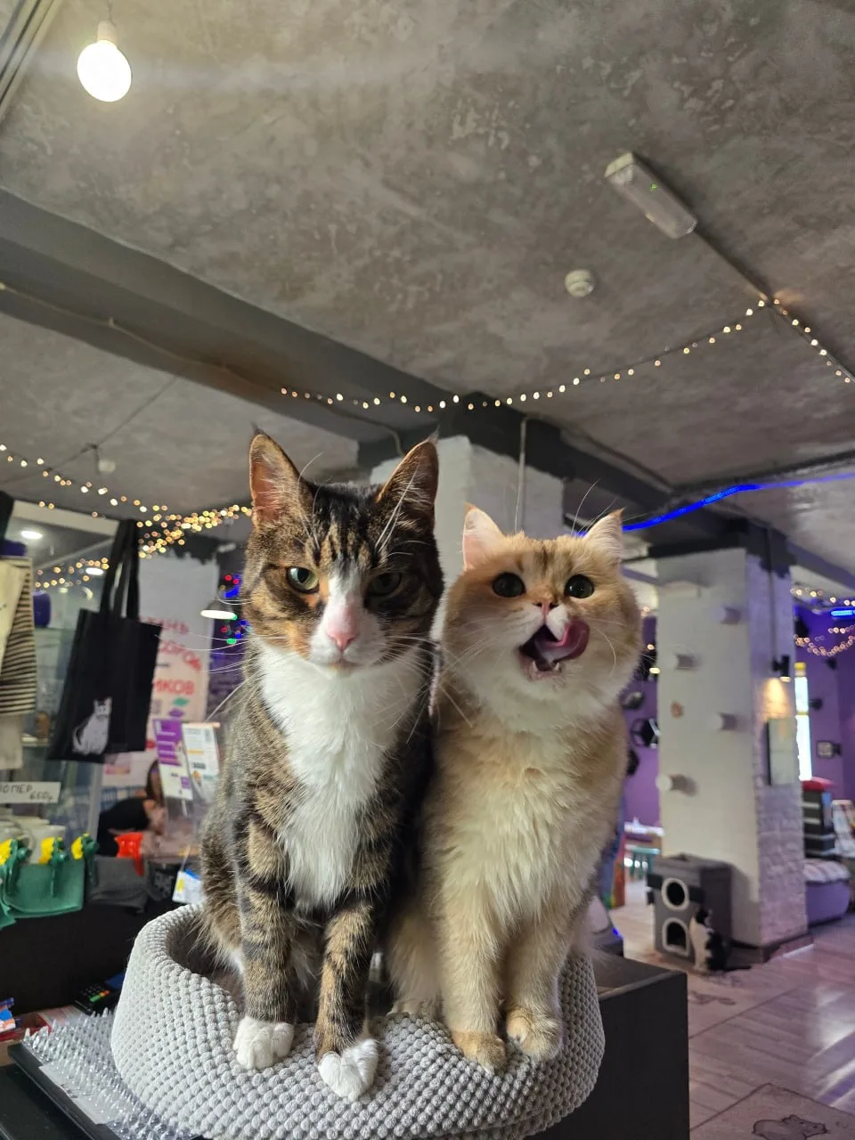 #котофейДиего и #котофейВольт при виде мальт пасты 🥹