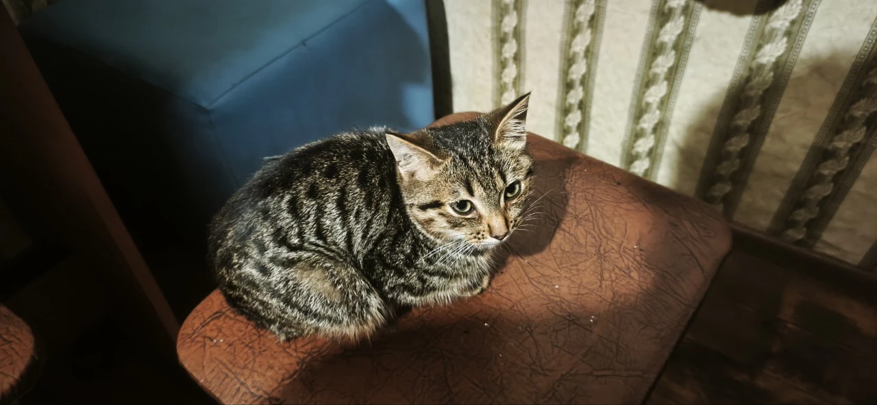 Отдам котёнка, мальчик, приучен к лотку 🐱 89134207130 пишите в Максе
