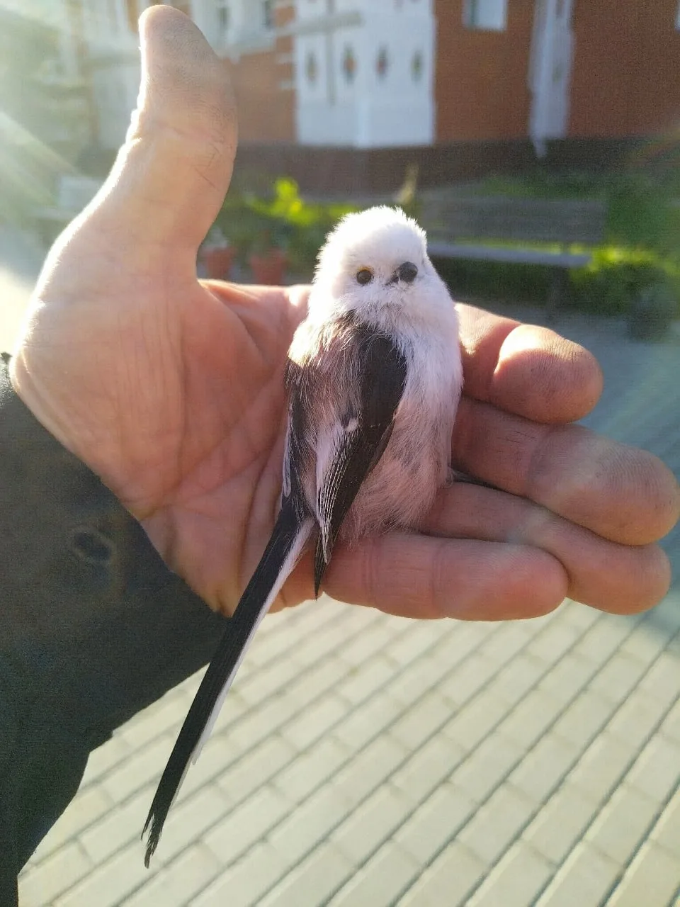 🐦 С наступлением холодов пернатые всё чаще залетают переночевать в шпиль колокольни. У...