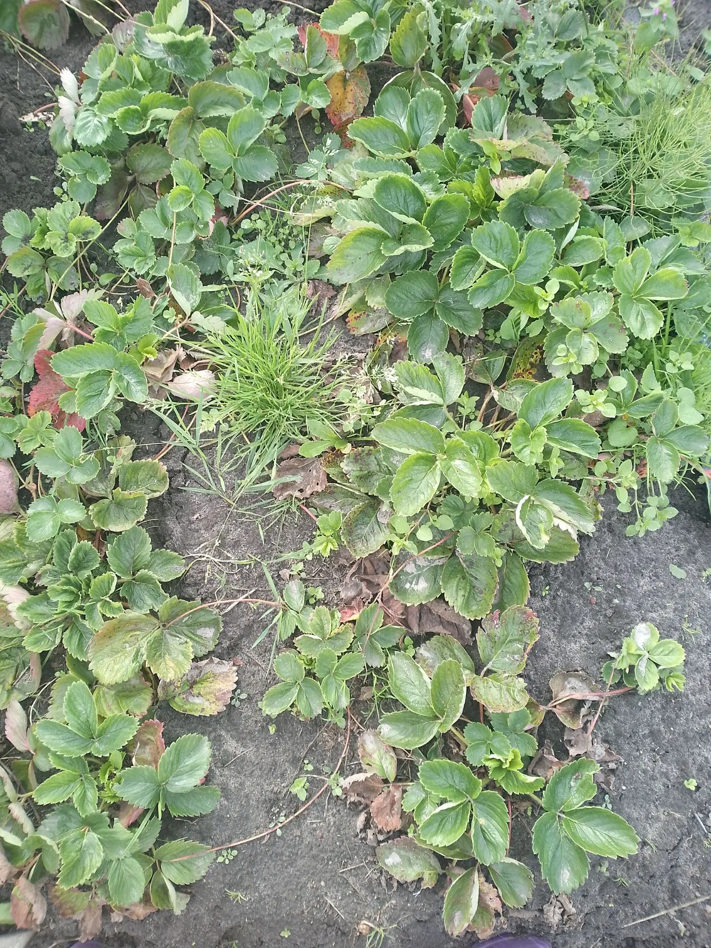 С мамой привели в порядок грядки с клубникой. 🍓🍓🍓Обрезала все усы. Сделаю ещё неболь...