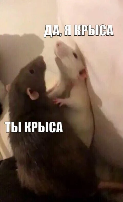 Каждая третья россиянка признавалась, что портила еду партнёру в качестве мести.