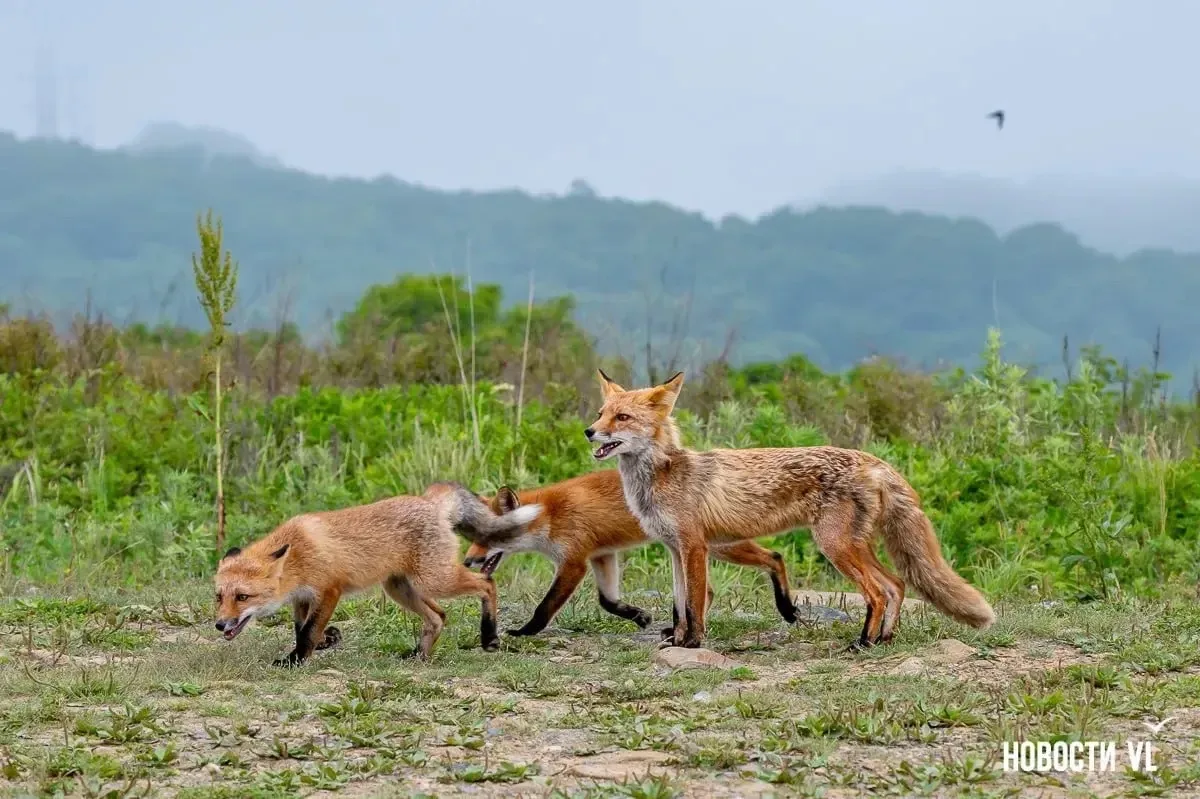 🦊Лисье семейство вышло прогуляться на пляж Ахлёстышева.