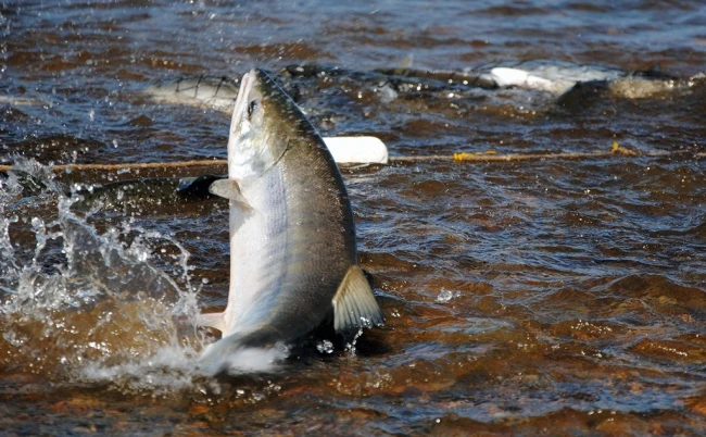 🐟 Предварительные итоги лососевой путины подвели в Магаданской области
