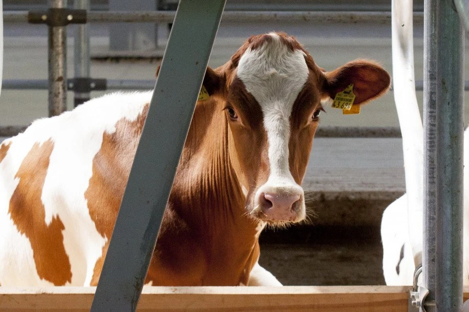 В районе Алтайского края обнаружили вспышку лептоспироза 🐮