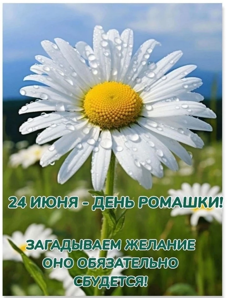 24 июня - Дeнь рoмaшки