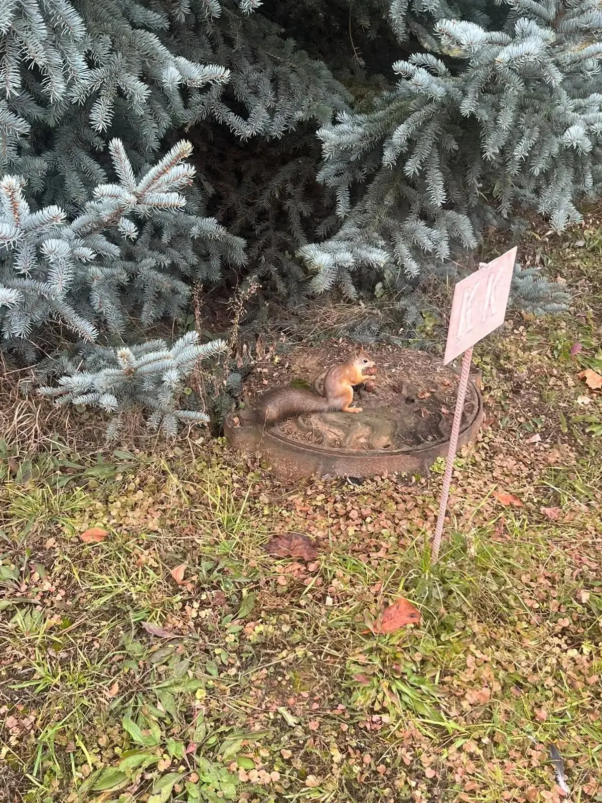 🐿 Рыжую красавицу заметили у больницы на улице Карбышева.