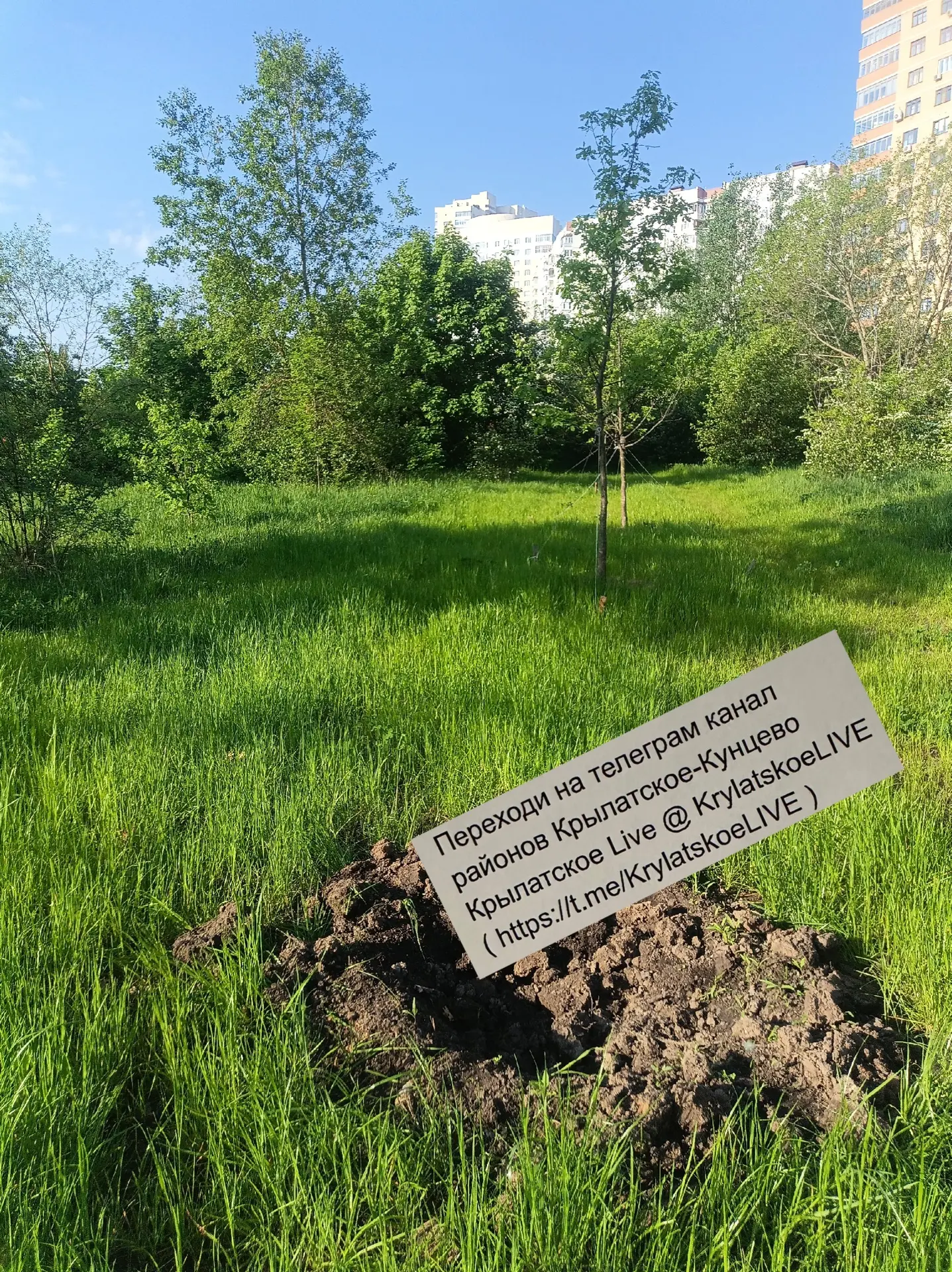 На благоустроенной поляне в парке на Крылатских холмах исчезли некоторые посаженные в прошлом году д
