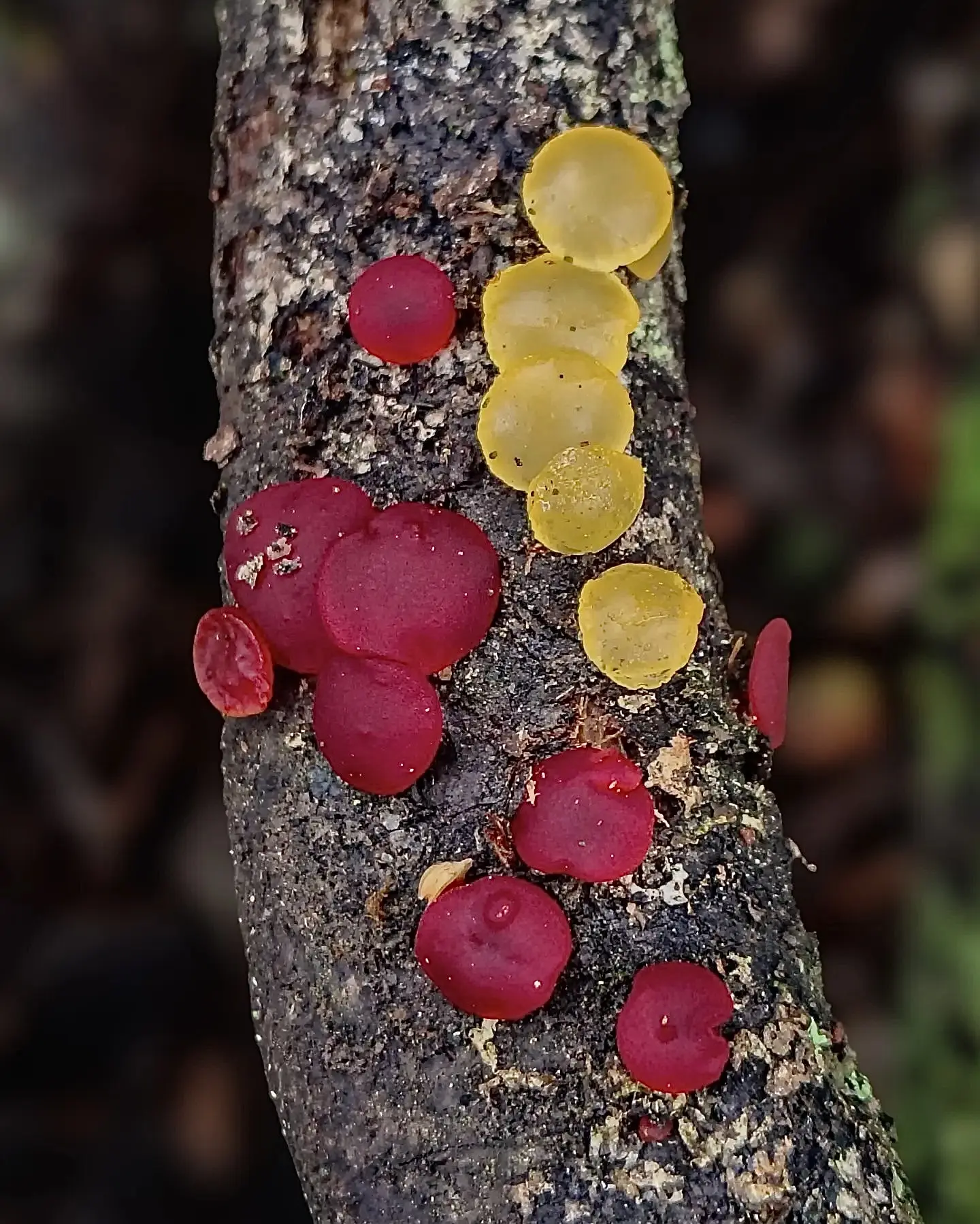 🍬 Цветные мармеладки Патагонии: Guepiniopsis alpina
