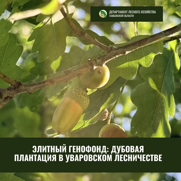 ЭЛИТНЫЙ ГЕНОФОНД: Дубовая плантация в Уваровском лесничестве