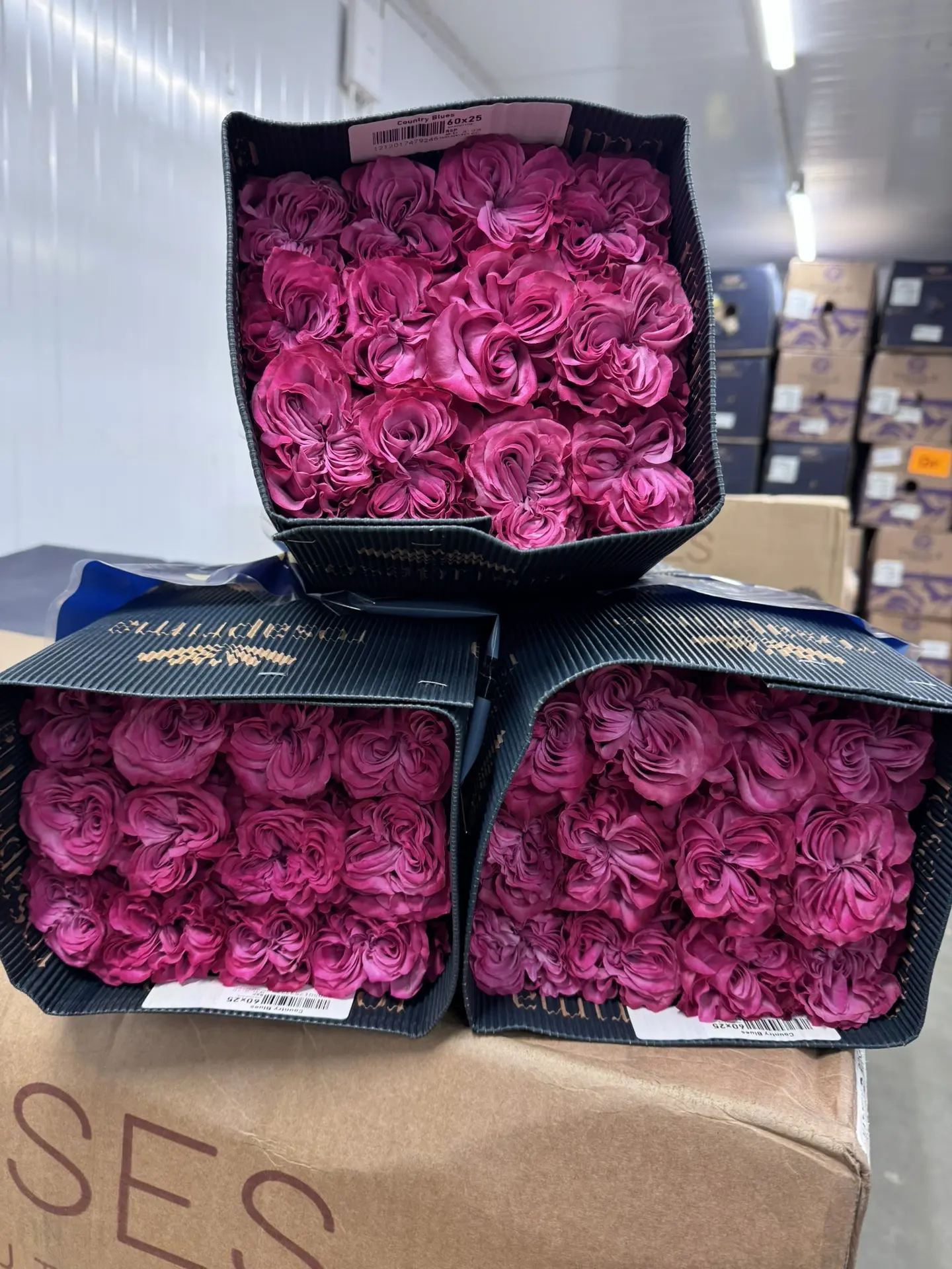 Свежее поступление эквадорских роз 🌹🌹🌹