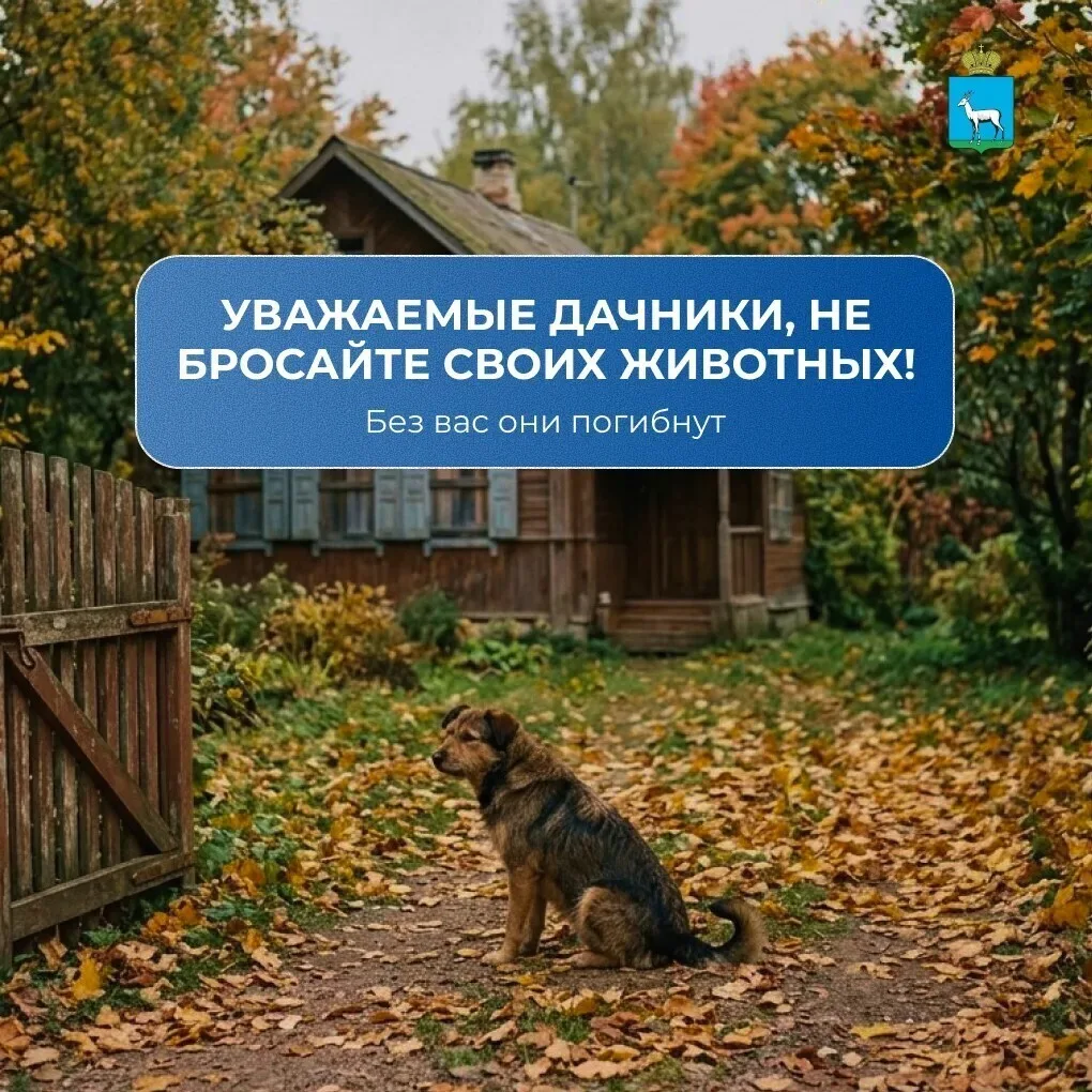 ❗С окончанием дачного сезона многие животные, которых летом взяли на подкормку или прию...