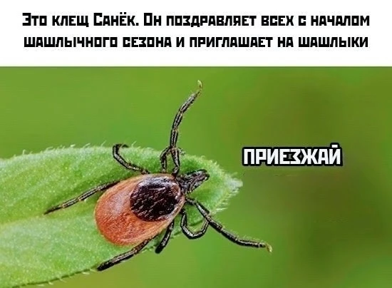 За месяц к врачам с укусами клещей обратились 49 жителей Югры, из которых 24,5% составляют дети.   Н