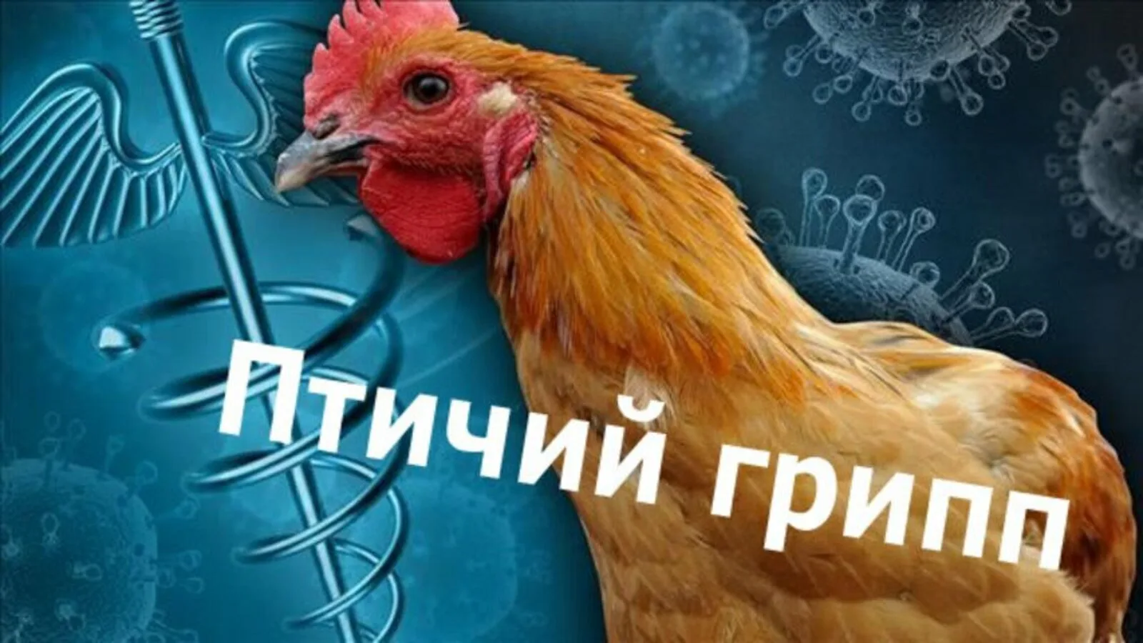 Высокопатогенный грипп птиц — острая, быстро распространяющаяся вирусная болезнь, которая поражает с