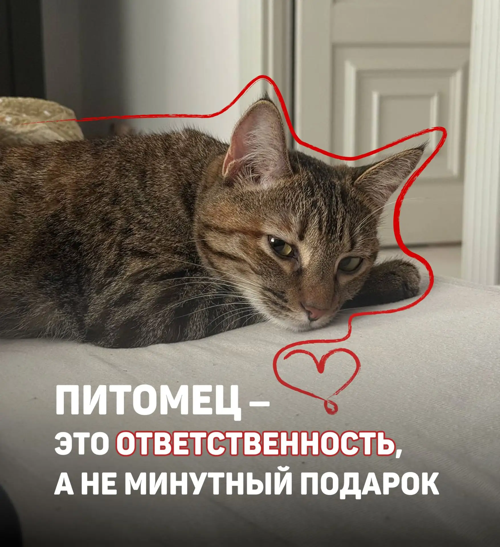 Всемирный день кошек, который традиционно приходится на 8 августа, это не только лишний...