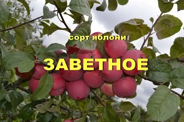Яблоня крупноплодная  полукультурка "ЗАВЕТНОЕ"