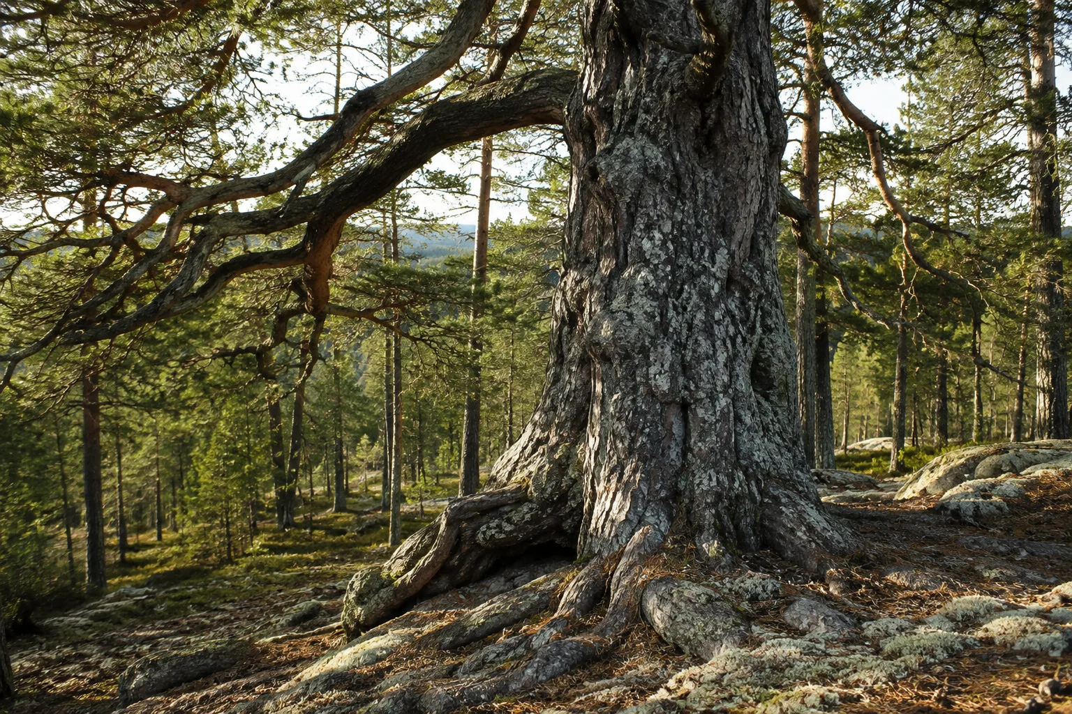 🌳 Молчаливые старожилы Карелии