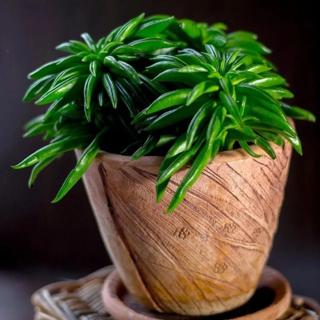 #Крассула/Crassula Gollum variegata/