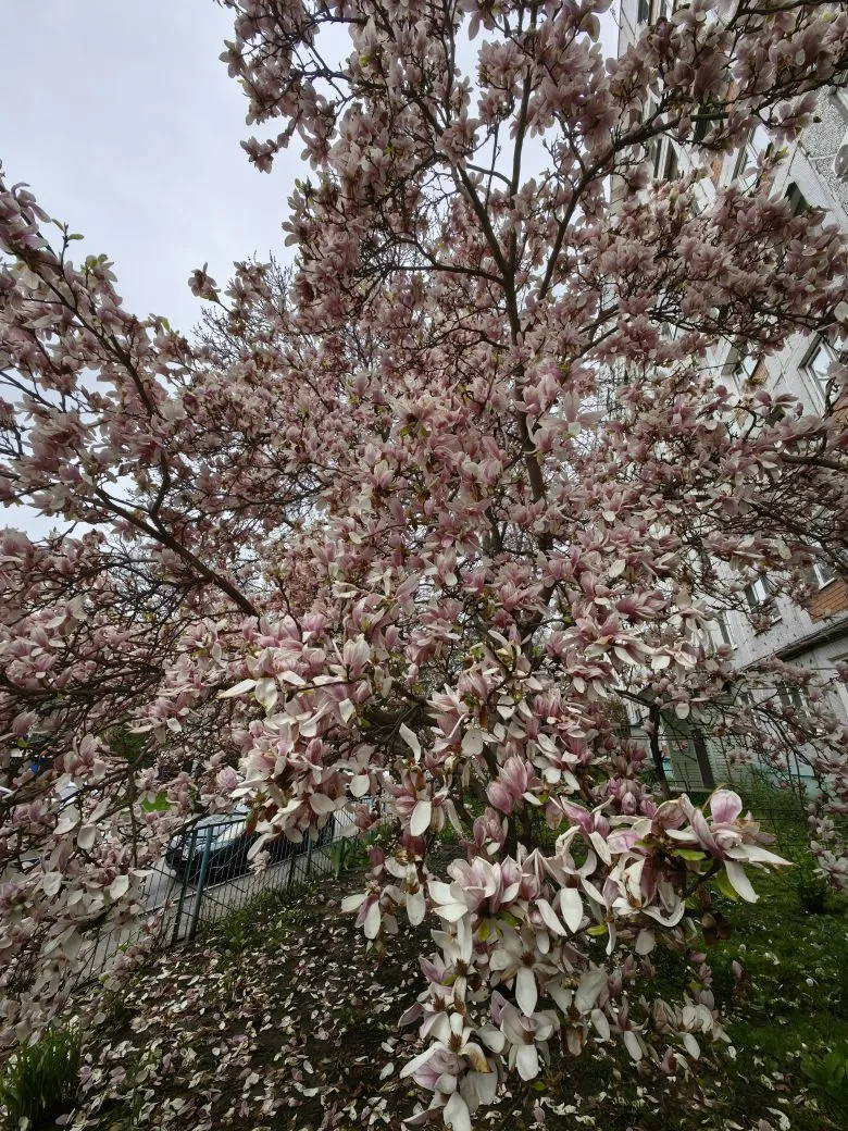 В славном городе Владикавказе отцветает магнолия... Кавказская весна 🌷