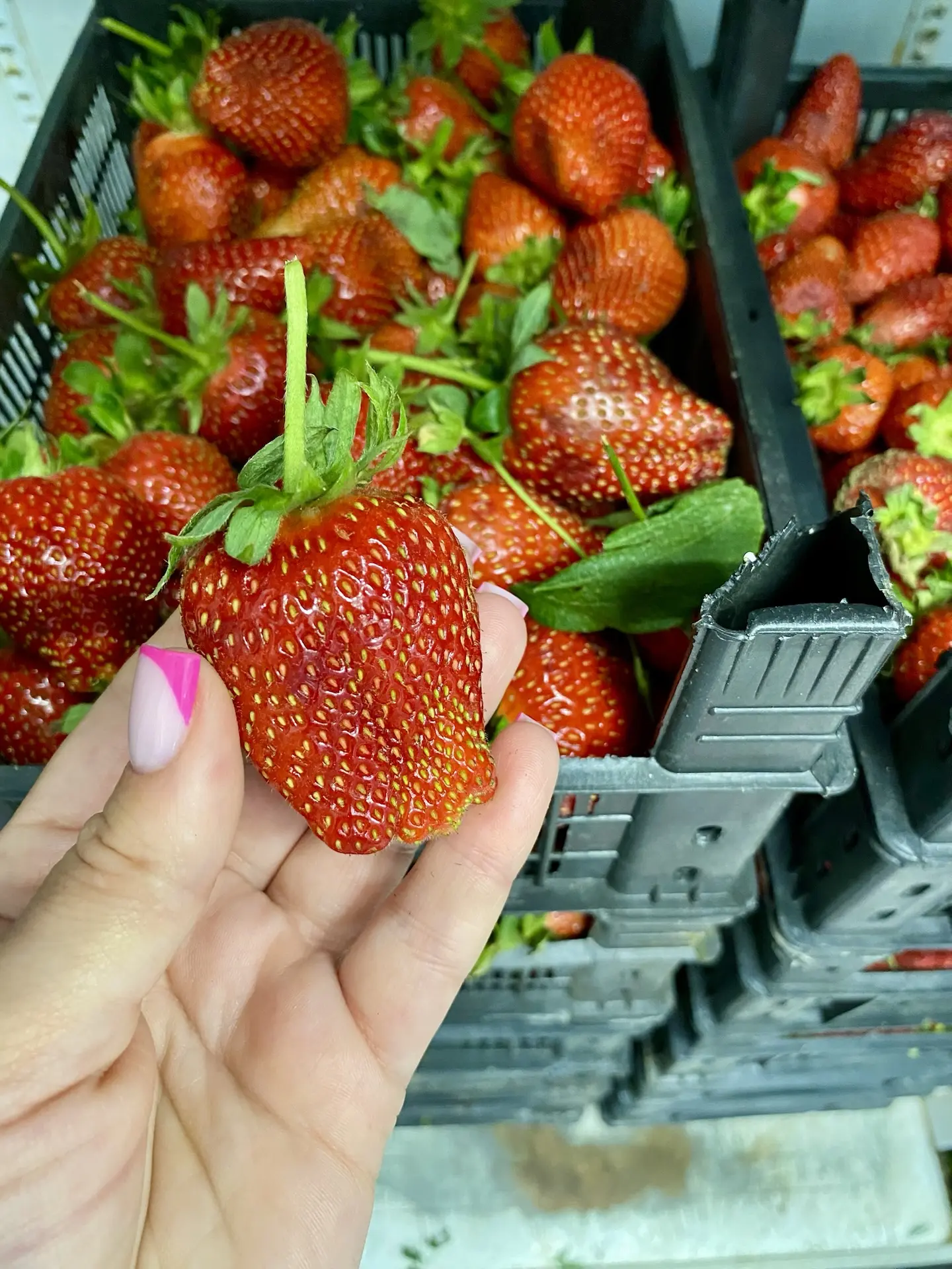 Привезли для вас много свежих вкусняшек 🍓🍒
