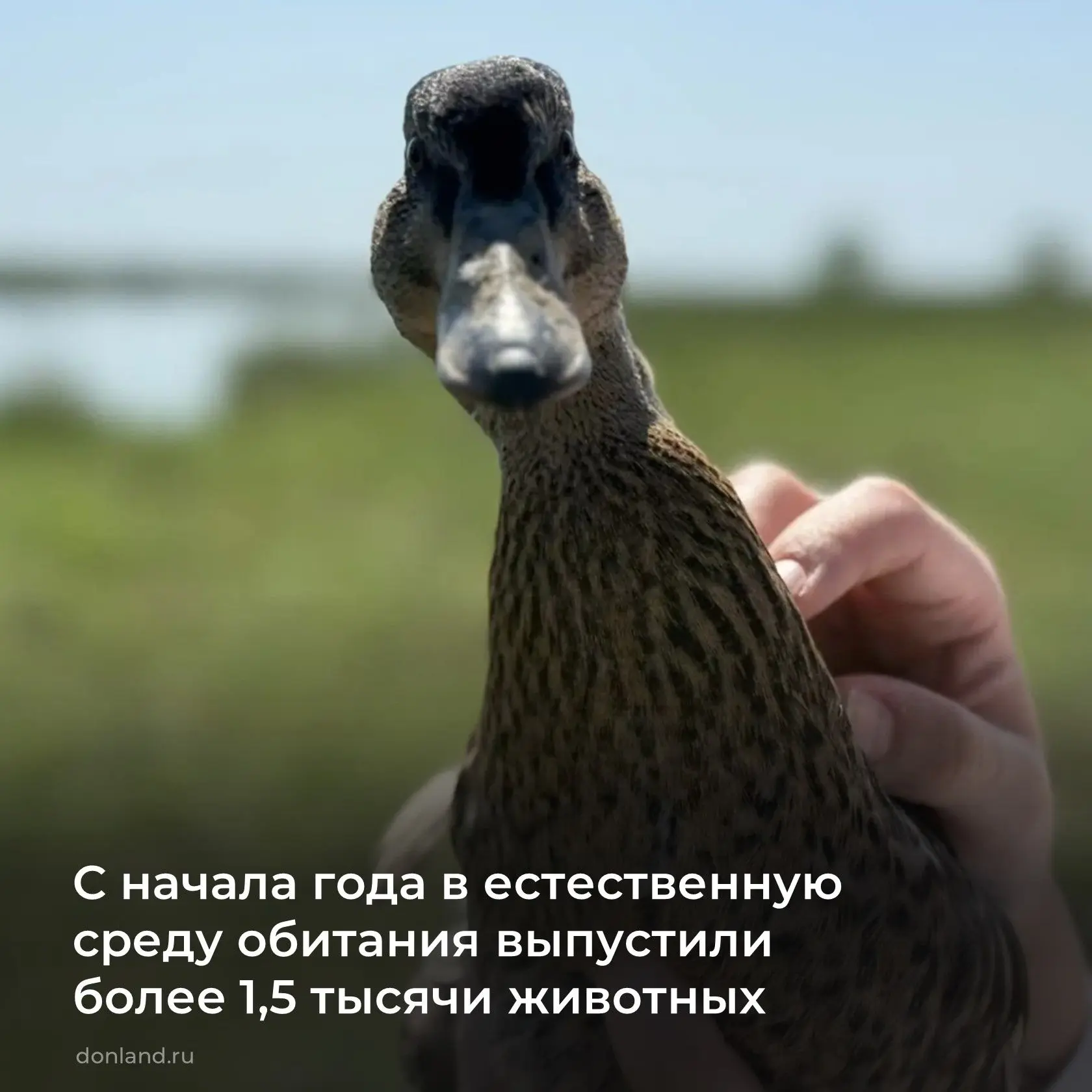 ✅ В Сальском районе (охотхозяйство «Юловское») в акваторию Веселовского водохранилища в...