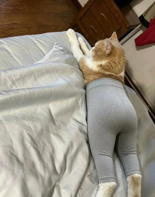 Вот кому действительно пошли бы штаны для йоги🧘‍♂️