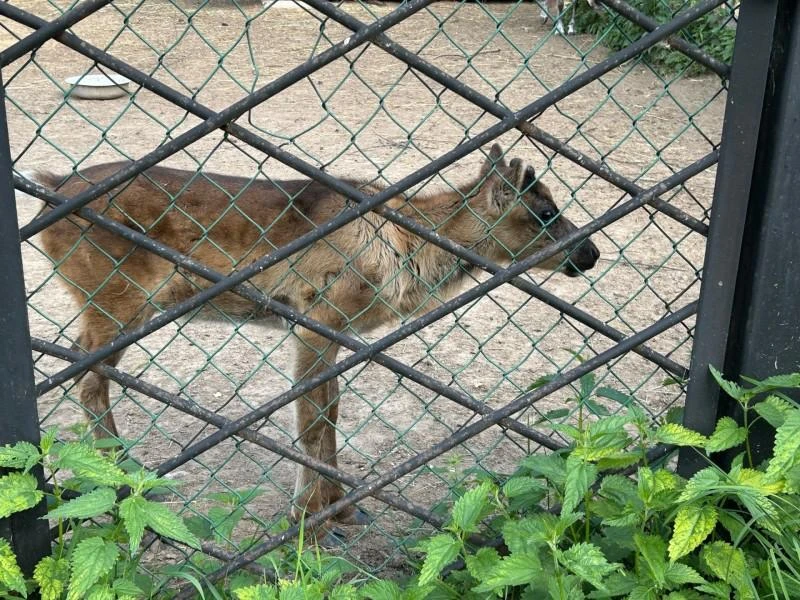 Заряд милоты и позитива вам на весь день! В сыктывкарском зоопарке родился северный оле...