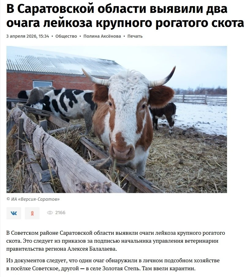 Всё, теперь и у нас будут коровок уничтожать?  Новость про то, как ветеринары изымают и уничтожают с