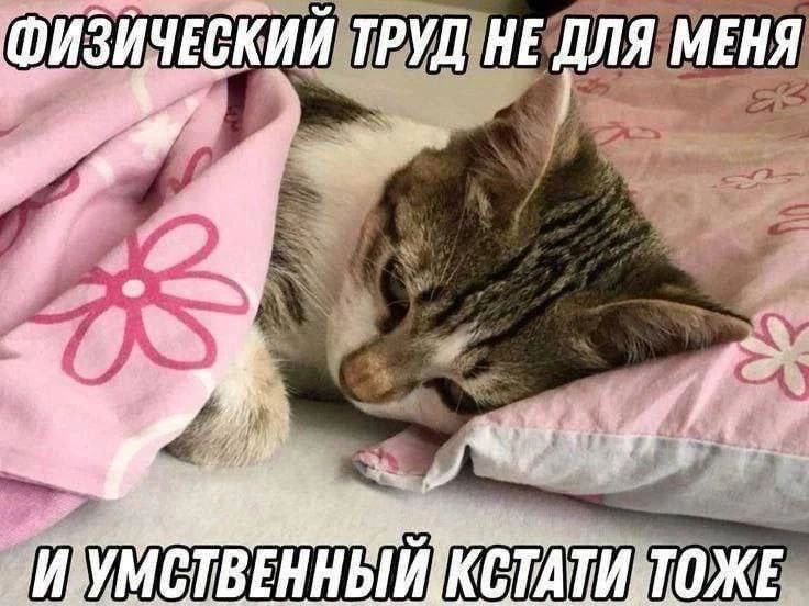 понедельник: