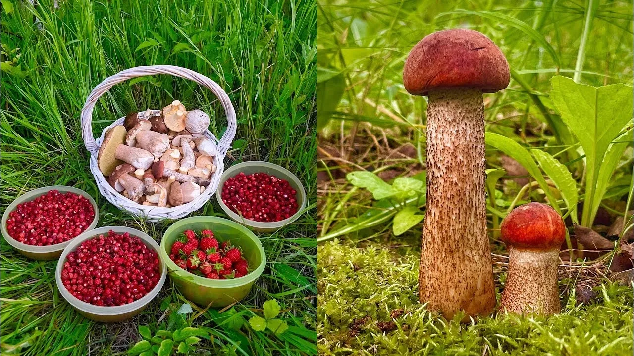 Ягоды, грибы, соленья, варенья. ВСЁ ПИШИТЕ ПОД ЭТИМ ПОСТОМ 🍓🥕🍆🍅🍒

Источник: Открыть