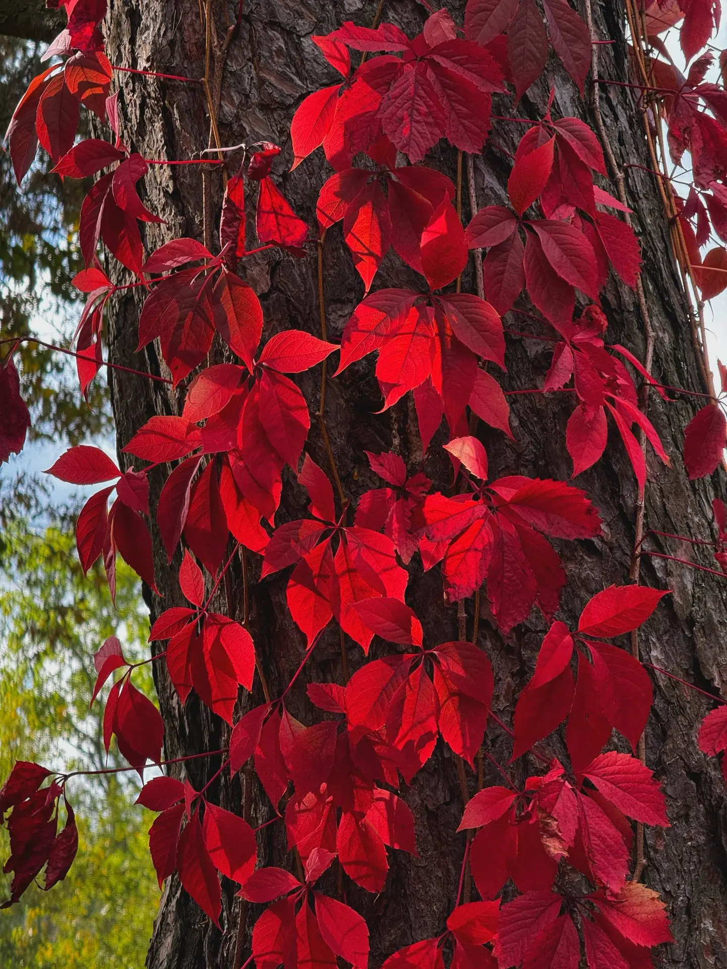 Воскресные фотокарточки🍁