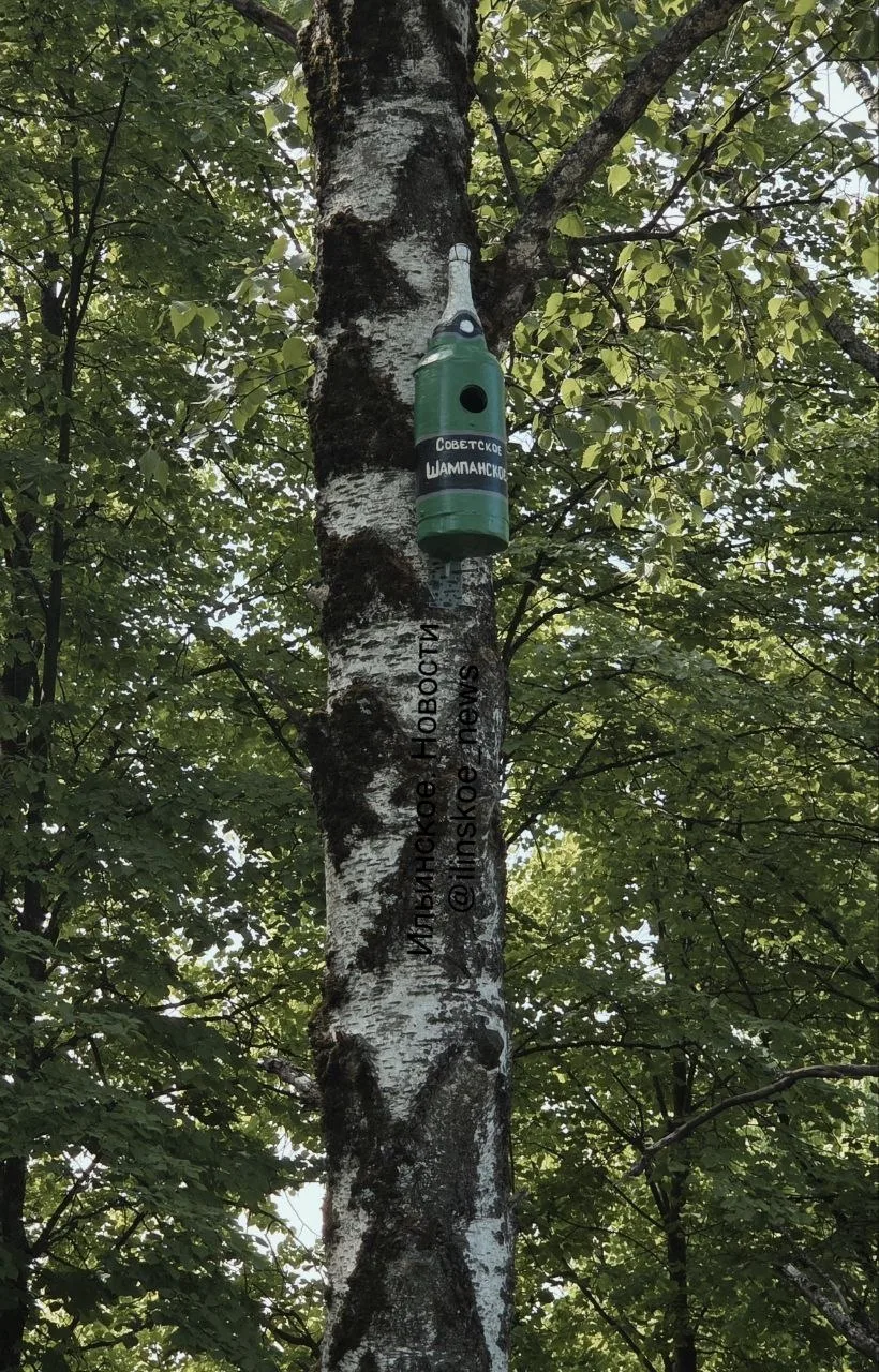 🐦‍⬛️ Очередная серия необычных скворечников появилась в Петрово-Дальнем  Почтовый ящик, светофор, ба