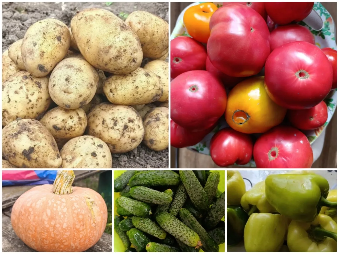 Продаю картофель за 1 кг - 60 руб