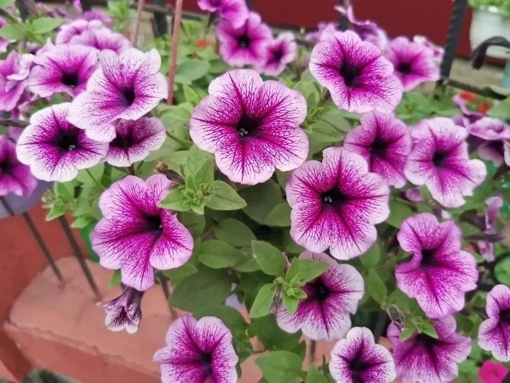 🌸Двор кемеровчанки утопает в цветах