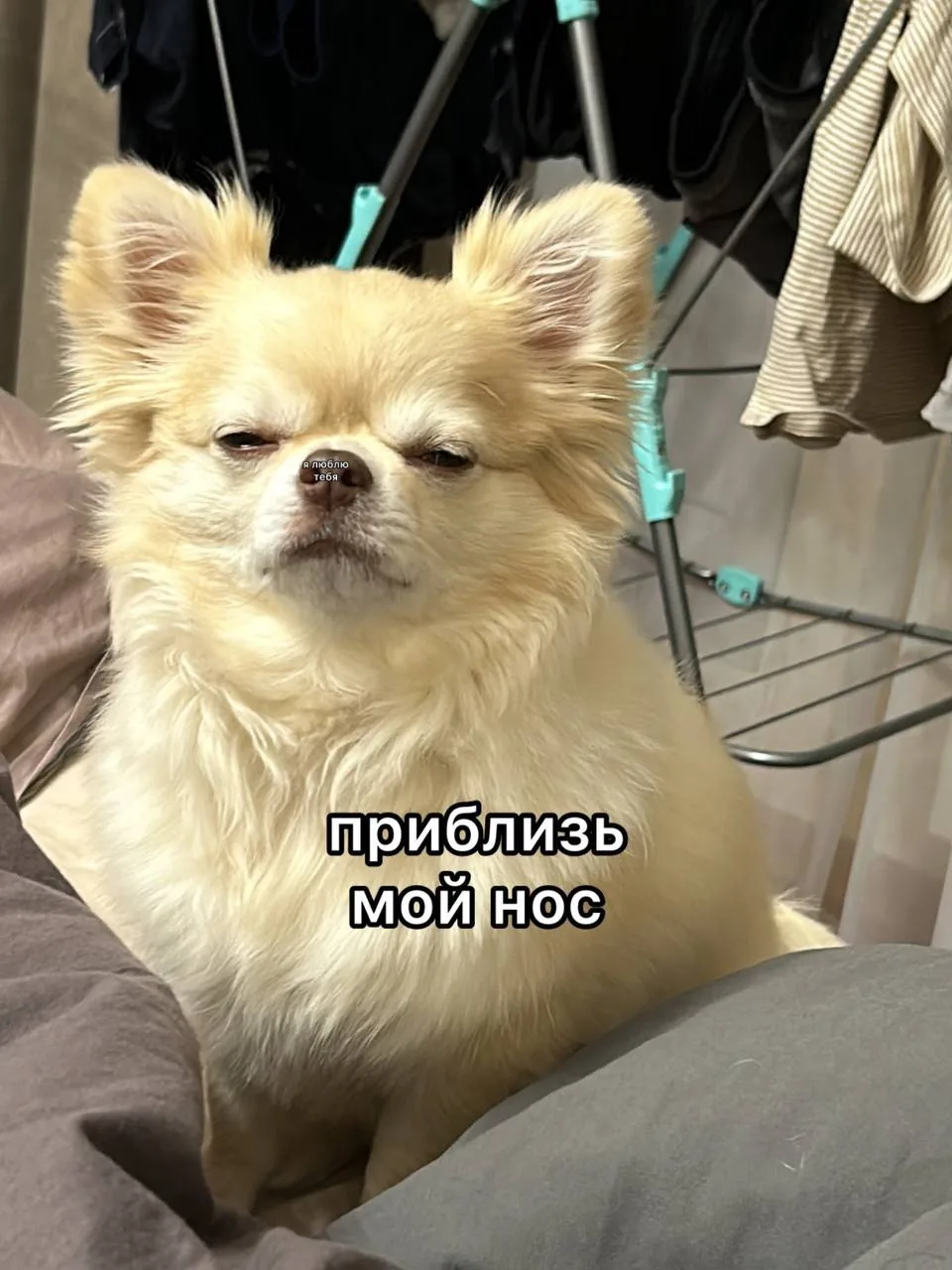 А это милый мем недели🥰 скидывайте свои!