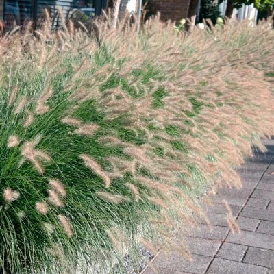 🌾 ТРИ ШИКАРНЫХ СОРТА ПЕРИСТОЩЕТИННИКА — ДЛЯ САДА, КОТОРЫЙ ВПЕЧАТЛЯЕТ! 🌾