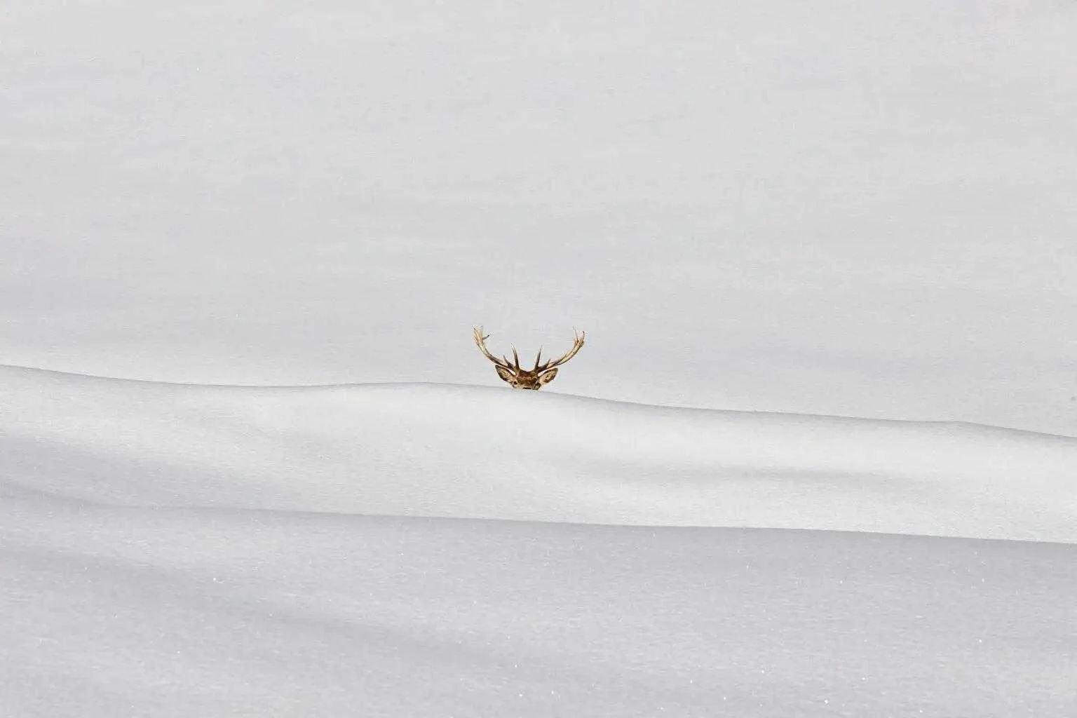 📷 Победитель в «Свободной номинации» конкурса минималистичной фотографии Minimalist Ph...