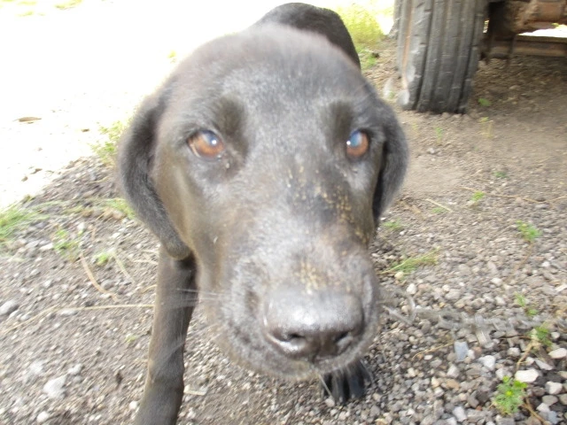 Отловлена собака🐕
