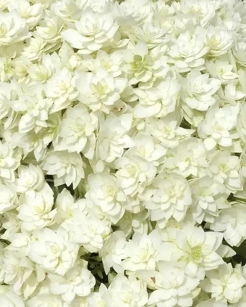 🌿 Гортензия Хайес Старберст древовидная — редкая махровая форма с эффектными «звёздчатыми» цветками.