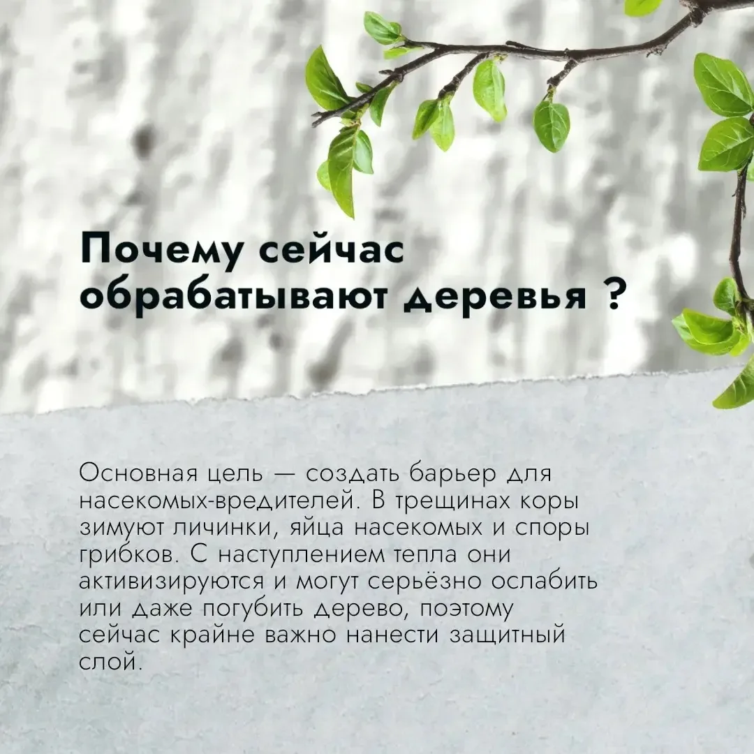 🌳В Чебоксарах проходят работы в рамках майской побелки деревьев   🌿 Обработка стволов деревьев в это