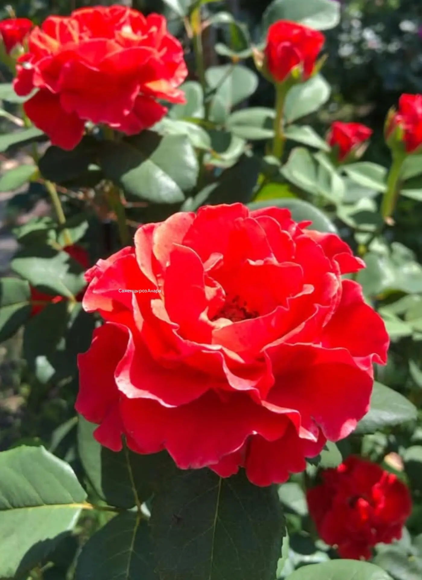Роза 🌹 Эль Торо