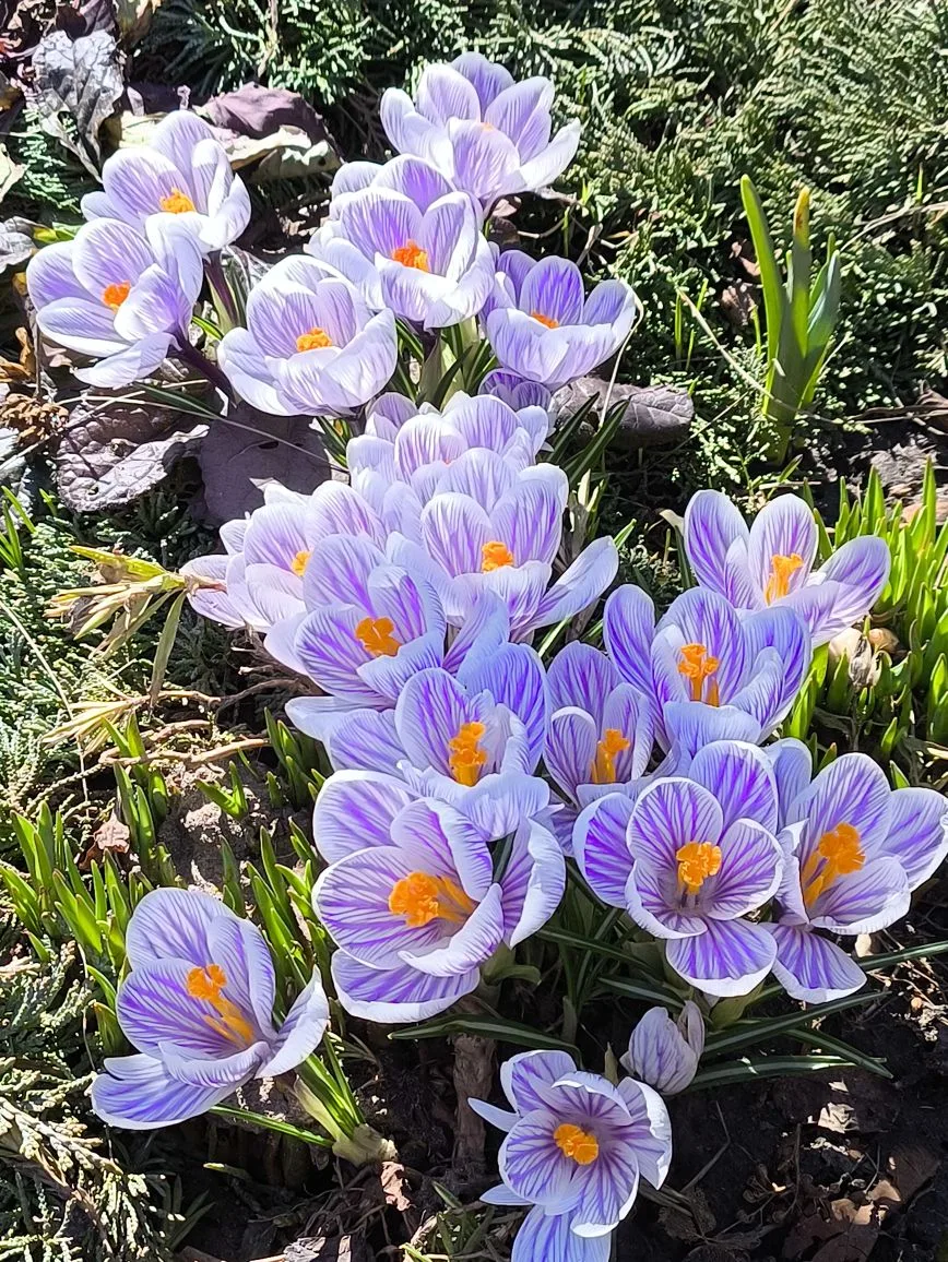 💜 Крокусы: вот оно, весеннее счастье!