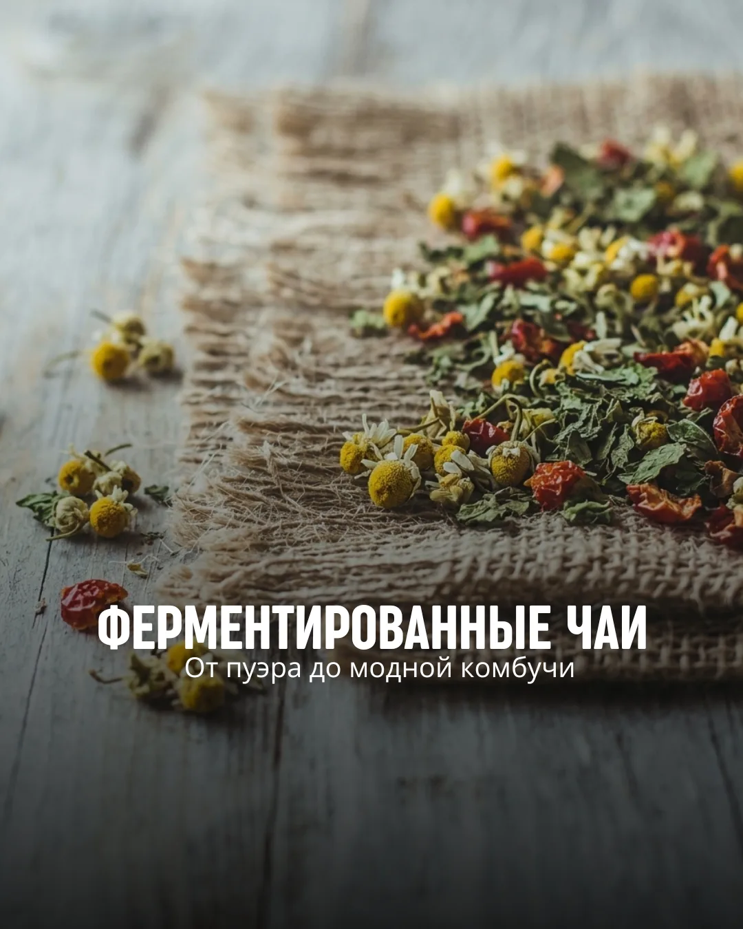 Ферментированные чаи: от пуэра до модной комбучи 🍵🔬