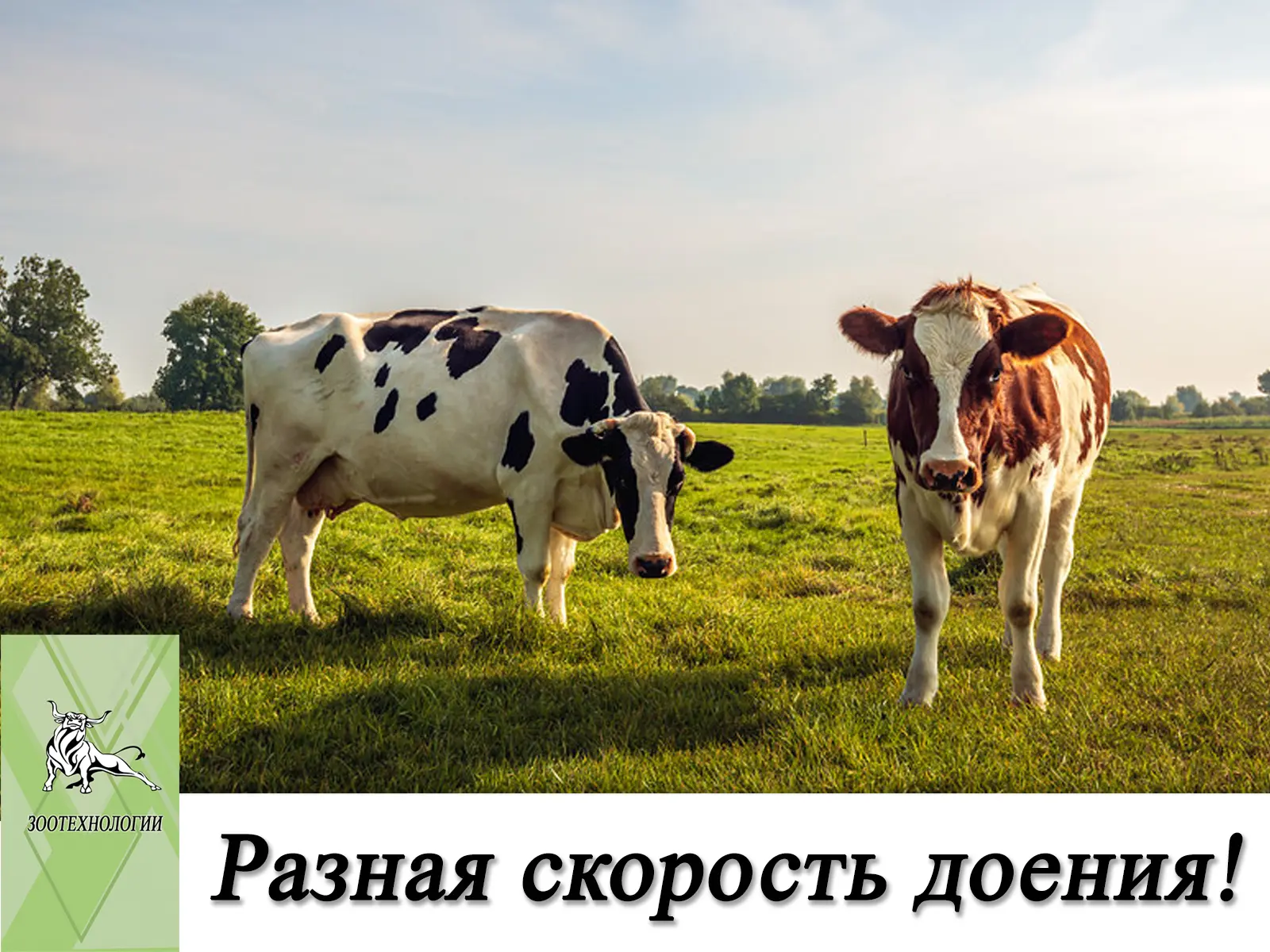 🐮 Одинаковые коровы — разная скорость? Проблема не в них!