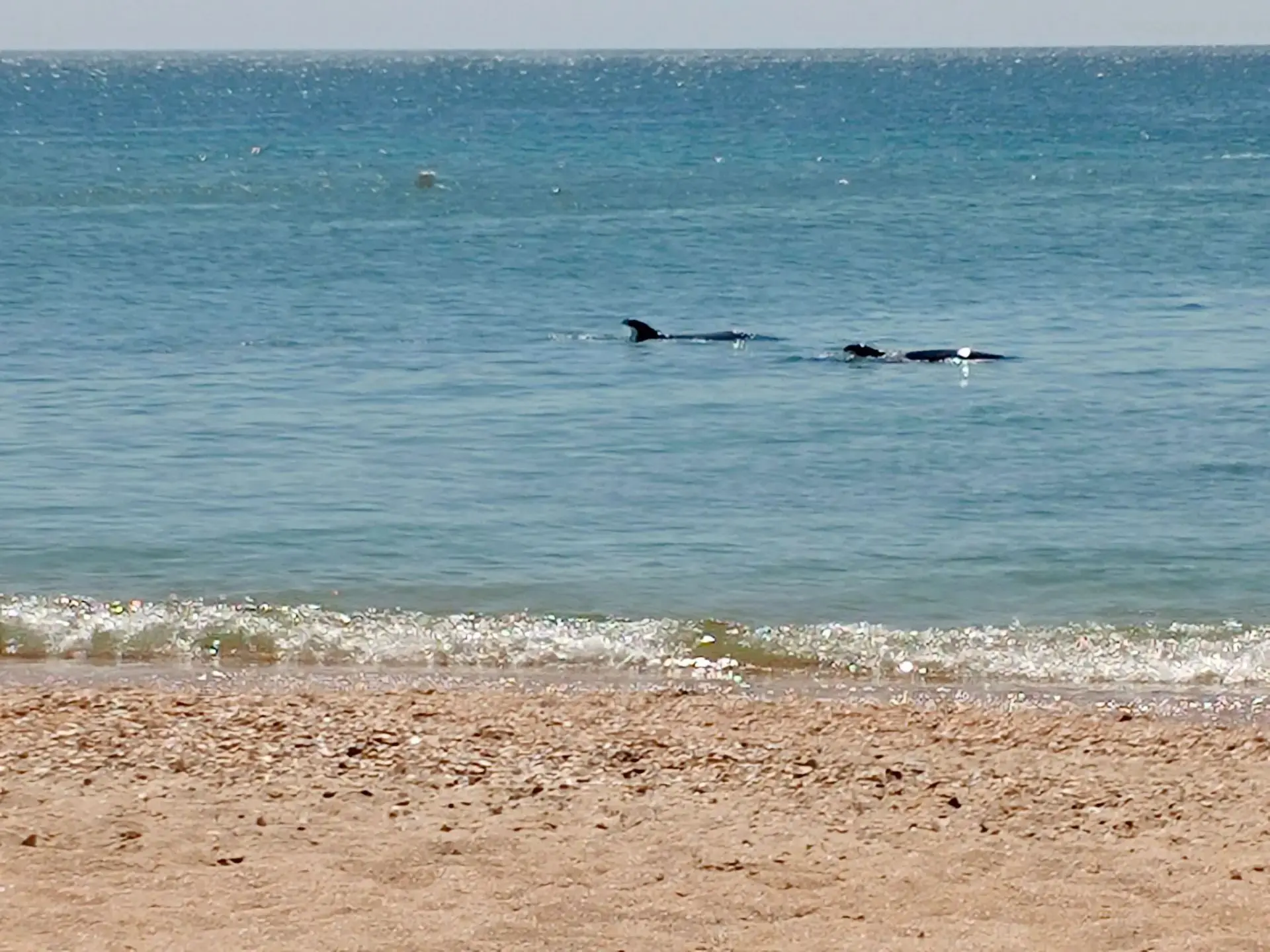 🐬 ВЧЕРА НА БУГАЗСКОЙ КОСЕ БЫЛО ВОЛШЕБНО! 🌊✨
