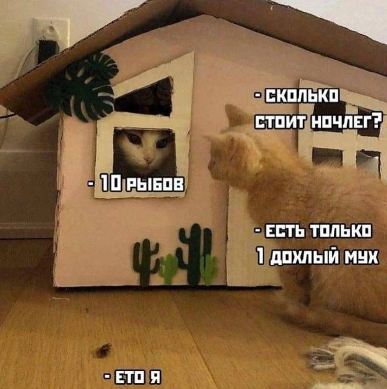 Шерсть — не алиби🐾
Подписывайся. Дальше будет хуже...