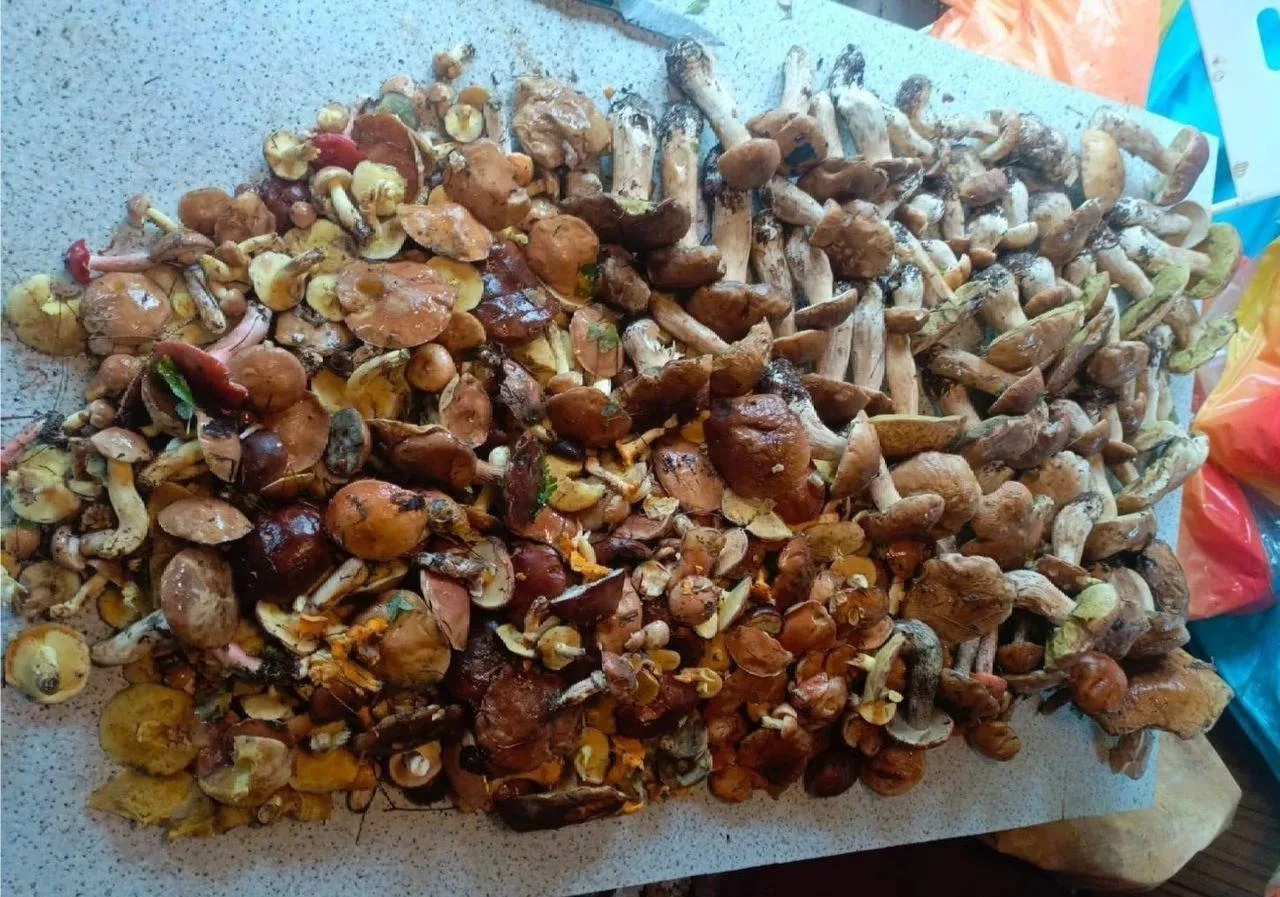 🍄‍🟫Настоящий грибной бум начнётся в Москве и Подмосковье на следующей неделе. Благопр...