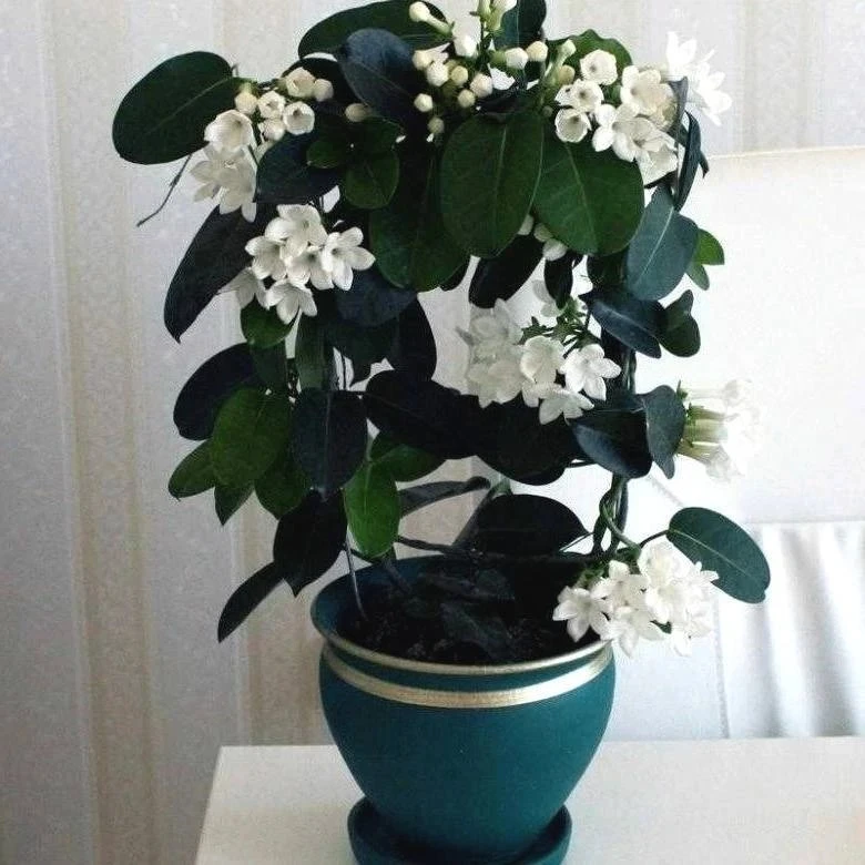 Maдaгacкapcкий кpacaвeц - cтeфaнoтиc 🌸
