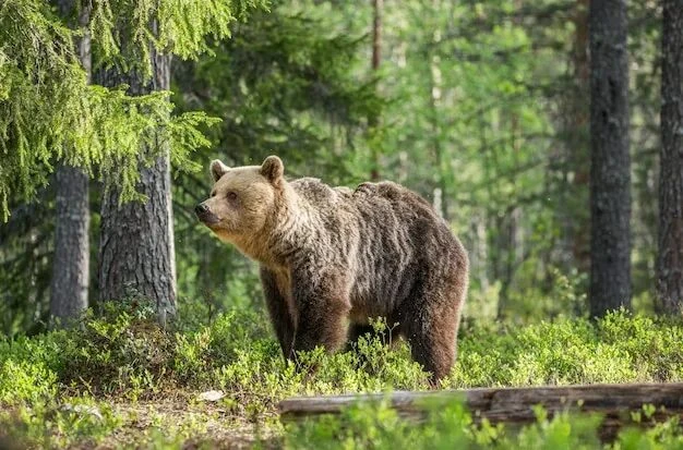 Осторожно 🐻