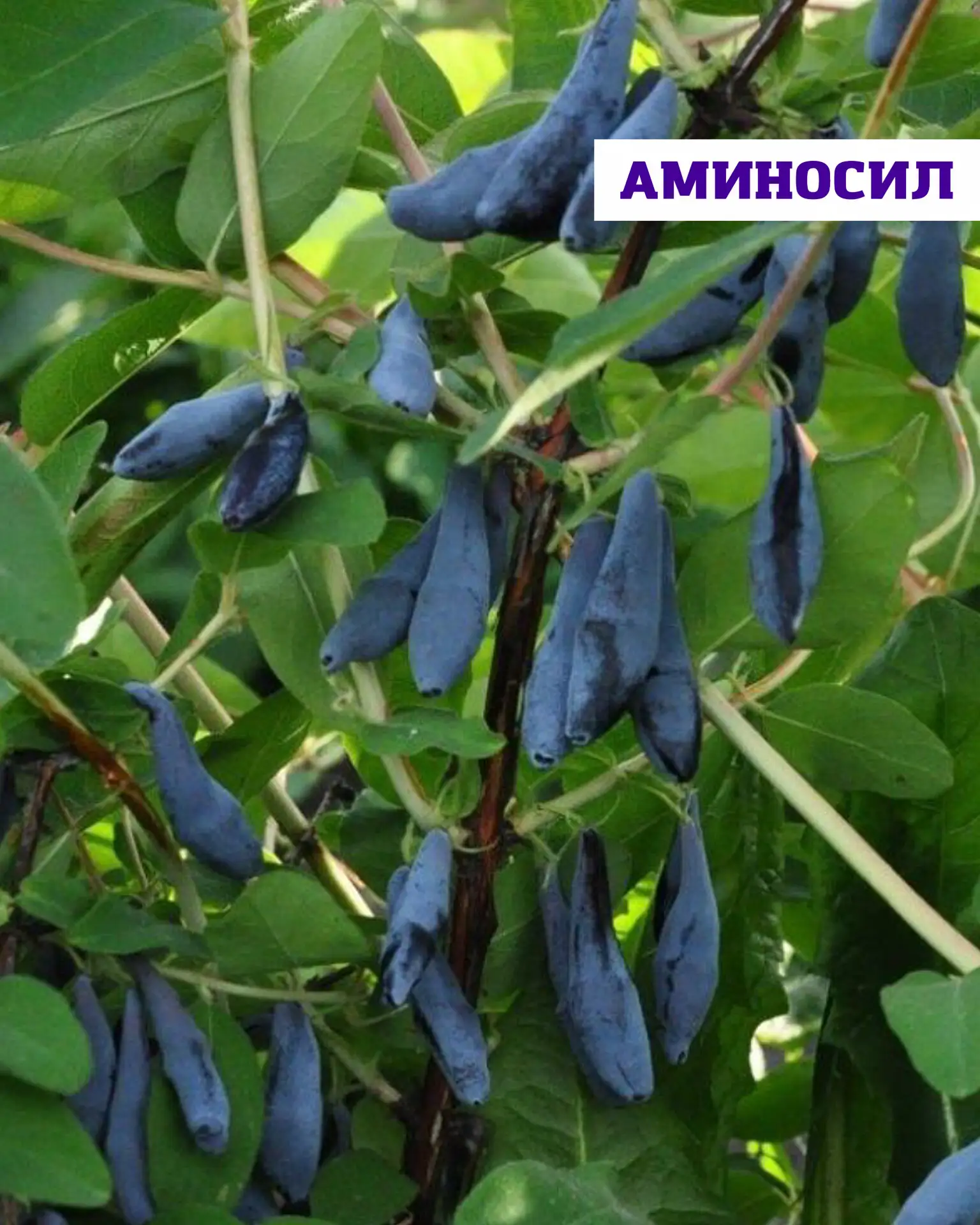🫐Жимолость — это неприхотливая, вкусная и очень полезная ягода.   Она хорошо подходит для большинств